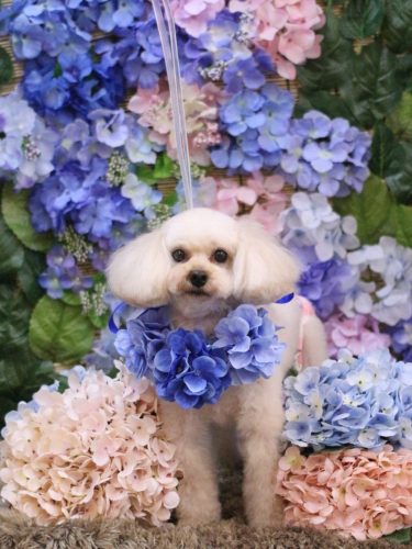 20250605リコちゃん